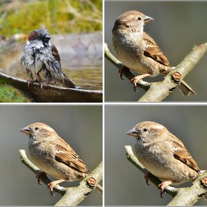 Spatz 6