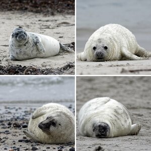 Helgoland