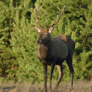 Hirsche & Rehe