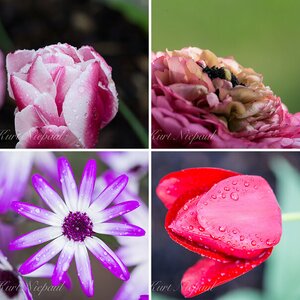 Blumen