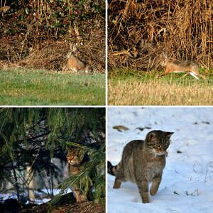 Tierisches II