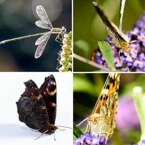 Insekten
