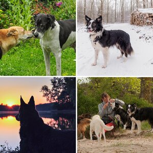 Hunde