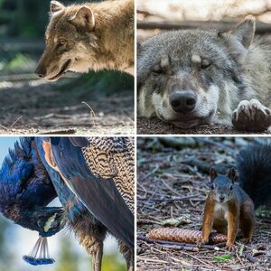 Tierpark 2016