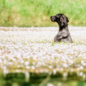 Hunde