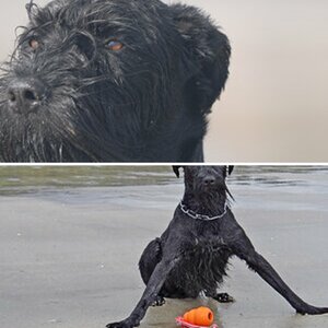 Hund