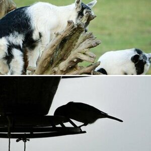 Tiere