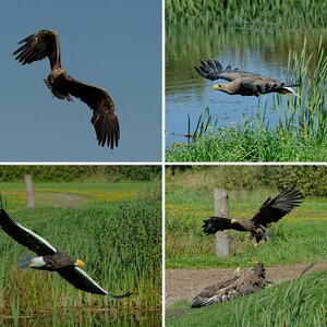 Vögel