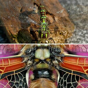 Insekten