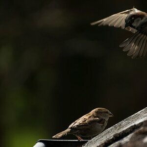 Wildlife