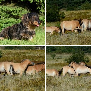 Tierisches II