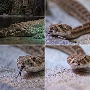 Photonight Terrazoo