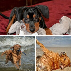 Hunde