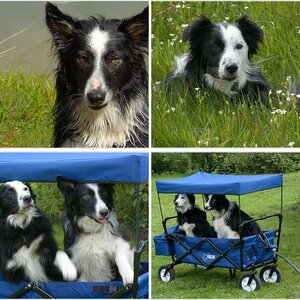 Weitere Hunde