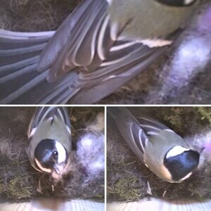 Nestcam