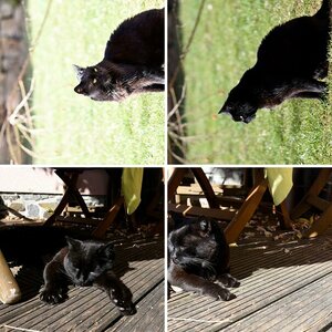 Katzen