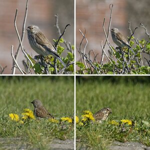 Natur 1.2 Singvögel