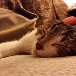 Cats & Cats