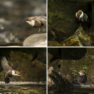 Frühling bei den Wasseramseln