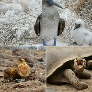 Galapagosinseln