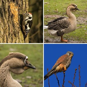 Vögel zeigen