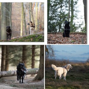 Hunde 2014