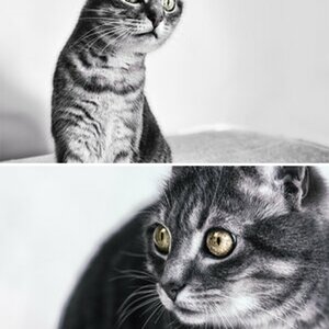 Katzen