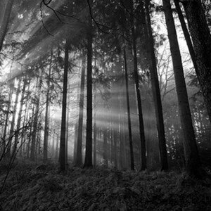 Im Wald