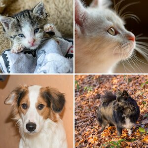 Tierfotos