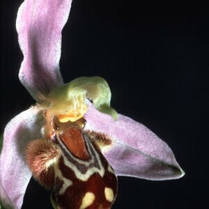 Orchideen