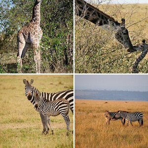 Kenia 2013