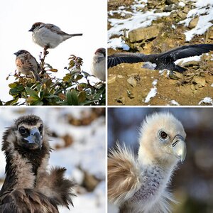 Vögel IV