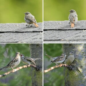 Vögel 03