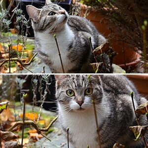 Katzen 2