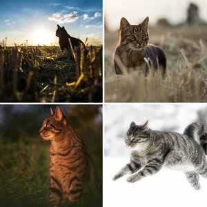 Katzen, Katzen, Katzen
