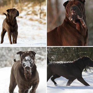 Seelenhund