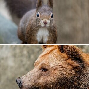 Tiere