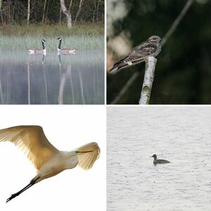 Vögel Freiland