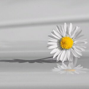 Blumen