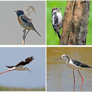 Vogelalbum III