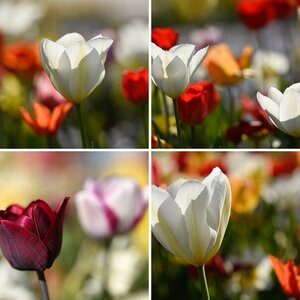 Blumenfarbenrausch