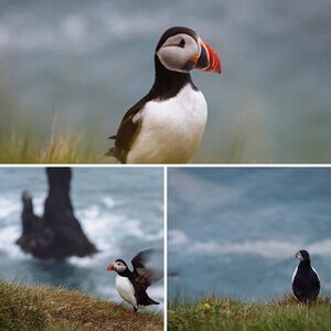 Tierwelt