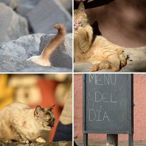 Katzen La Palma II