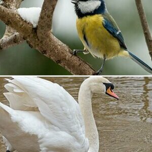 Vögel