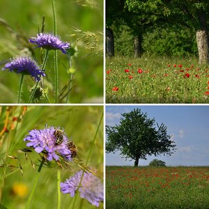 Blumen 2