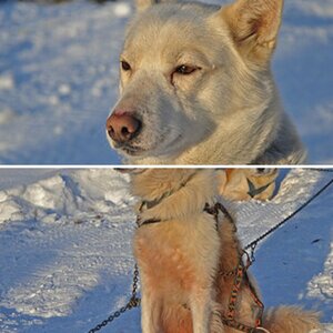Winterhund