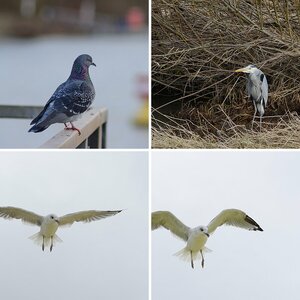 Noch mehr Vögel