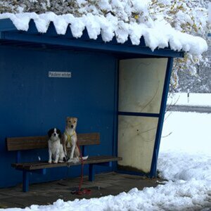 dogs
