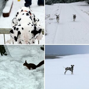 Amigo im Schnee