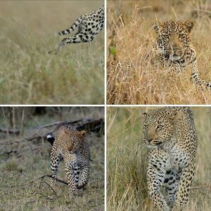 Masai Mara, September 2013: Leoparden